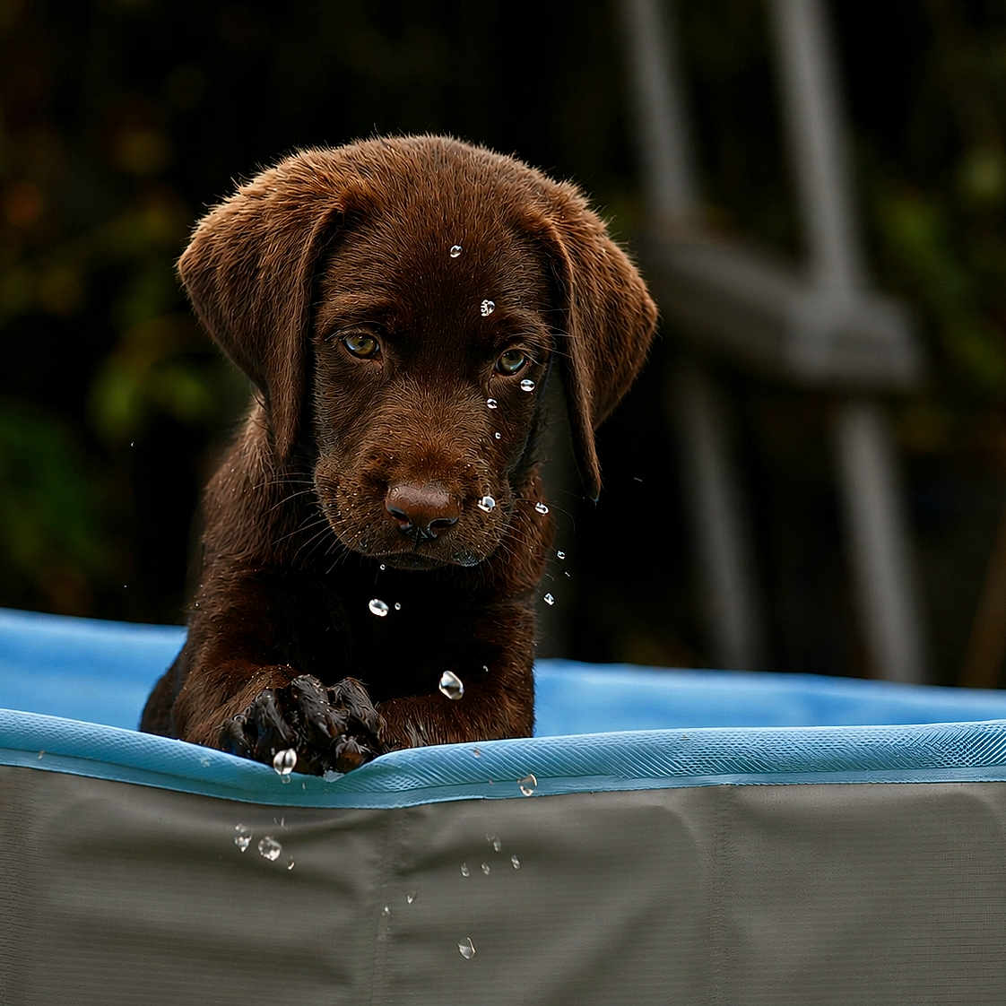 Blue participe au concours pour gagner de l'argent avec cette photo : puppy, dog, chocolate_labrador, water_droplets, blue_pool, outdoor, pet, animal, young, cute, curious, playful, fur, wet, snout, ears, paw, nature, summer, closeup