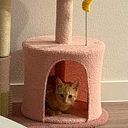 J J joined the competition — help win amazing prizes! cat, kitten, cat_house, pink, pet, indoor, floor, wood_floor, toy, curious, feline, small, cute, animal, fur, ears, whiskers, home, resting, playful