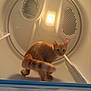 J J joined the competition — help win amazing prizes! cat, orange_cat, pet, curious, dryer, appliance, indoor, light, warm_light, exploration, animal, feline, tail, ears, whiskers, floor, circular, metal, home, cute