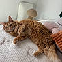 Korra is registered to the contest to win money with this photo: bedroom, cat, cozy, curious, feline, fluffy, fur, green_eyes, home, indoor, mattress, orange_tabby, paw, pet, pillow, relaxed, scratching_post, soft_texture, tail, whiskers