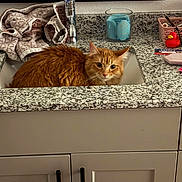 Korra is registered to the contest to win money with this photo: bathroom, cabinet, candle, cat, close_up, countertop, curious, cute, domestic, faucet, fluffy, granite, indoor, mirror, orange_cat, pet, relaxed, rubber_duck, sink, towel