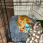 Korra is registered to the contest to win money with this photo: cat, orange_cat, pet, crate, bed, blanket, furry, indoor, floor, wood_floor, resting, cozy, cute, animal, mammal, domestic_animal, relaxed, feline, cage, home