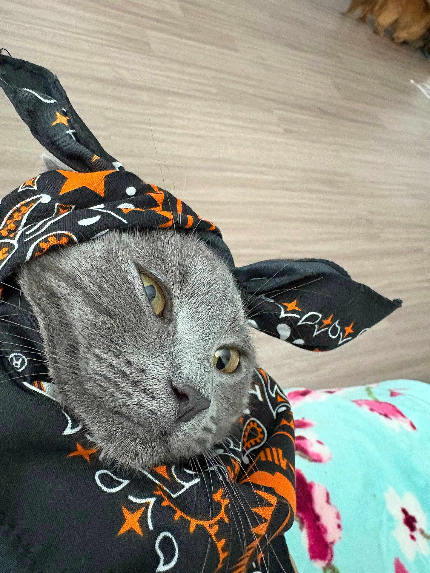 Bunnie joined the competition — help win amazing prizes! cat, gray_cat, bandana, animal, pet, closeup, face, whiskers, floor, fabric, pattern, orange, black, yellow_eyes, indoor, floral_blanket, cute, fur, resting, calm