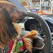 Aang is registered to the contest to win money with this photo: animal, autumn, car_interior, closeup, colorful, cute, dashboard, decor, dog, fur, holiday, lights, looking, pet, portrait, pumpkins, side_view, steering_wheel, sweater, window