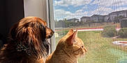 Aang is registered to the contest to win money with this photo: animal, bow_tie, cat, clouds, cozy, daylight, dog, grass, house, indoor, long_hair, looking_outside, mesh_screen, orange_tabby, pet, side_view, sky, suburban, sunlight, window