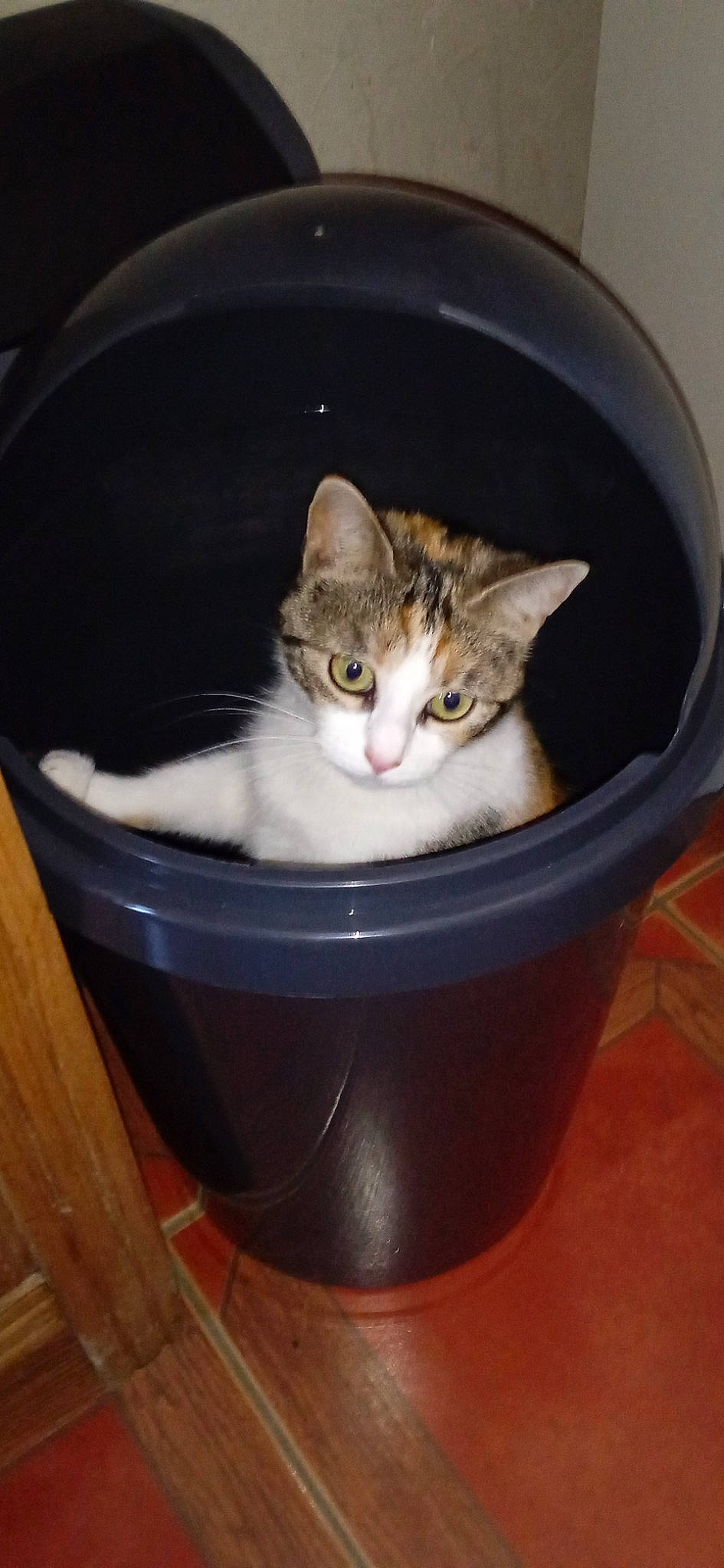 Choupie participe au concours pour gagner de l'argent avec cette photo : bowl, box, carnivore, cat, cat_supply, domestic_short_haired_cat, felidae, fur, hardwood, pet_supply, small_to_medium_sized_cats, whiskers, wood