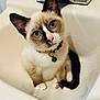 Theo joined the competition — help win amazing prizes! cat, kitten, siamese, blue_eyes, sink, collar, pet, cute, whiskers, indoor, fur, animal, domestic_animal, young, curious, sitting, closeup, pink_nose, black_tail, white_paws