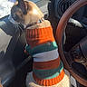 Theo is registered to the contest to win money with this photo: cat, sweater, striped, car, window, snow, sunlight, side_view, pet, animal, feline, collar, indoor, cozy, warm, looking_out, seat, steering_wheel, reflection, daylight