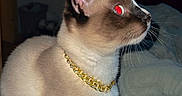 Theo is registered to the contest to win money with this photo: cat, siamese_cat, pet, animal, feline, gold_chain, collar, indoor, bed, blanket, pink, fur, whiskers, tail, ears, side_view, looking_away, domestic_cat, cute, portrait