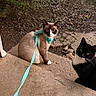 Theo is registered to the contest to win money with this photo: cat, cats, animal, pets, outdoor, concrete, harness, leash, black_cat, tuxedo_cat, siamese_cat, curious, sitting, step, nature, greenery, ground, whiskers, ears, eyes