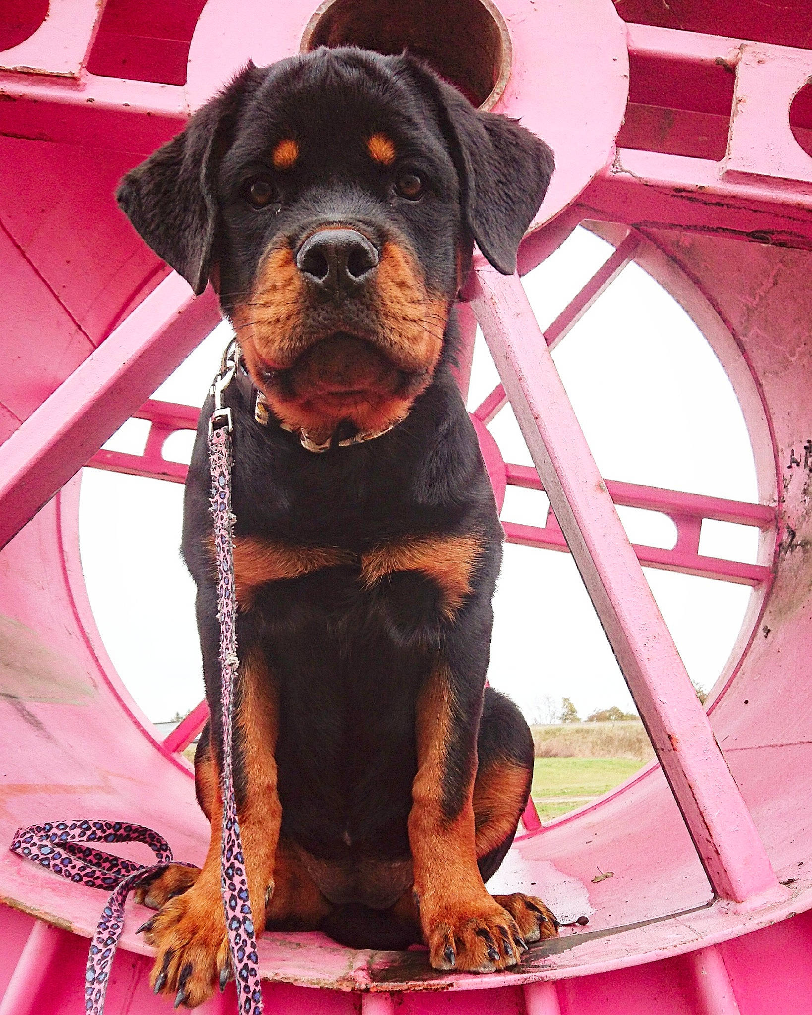 Guerriya a rejoint le concours — aidez-le/la à gagner de superbes lots ! canidae, carnivore, collar, companion_dog, dog, dog_breed, dog_collar, dog_supply, fawn, fur, hat, leash, liver, orange, pet_supply, pink, rottweiler, snout, sporting_group, working_animal