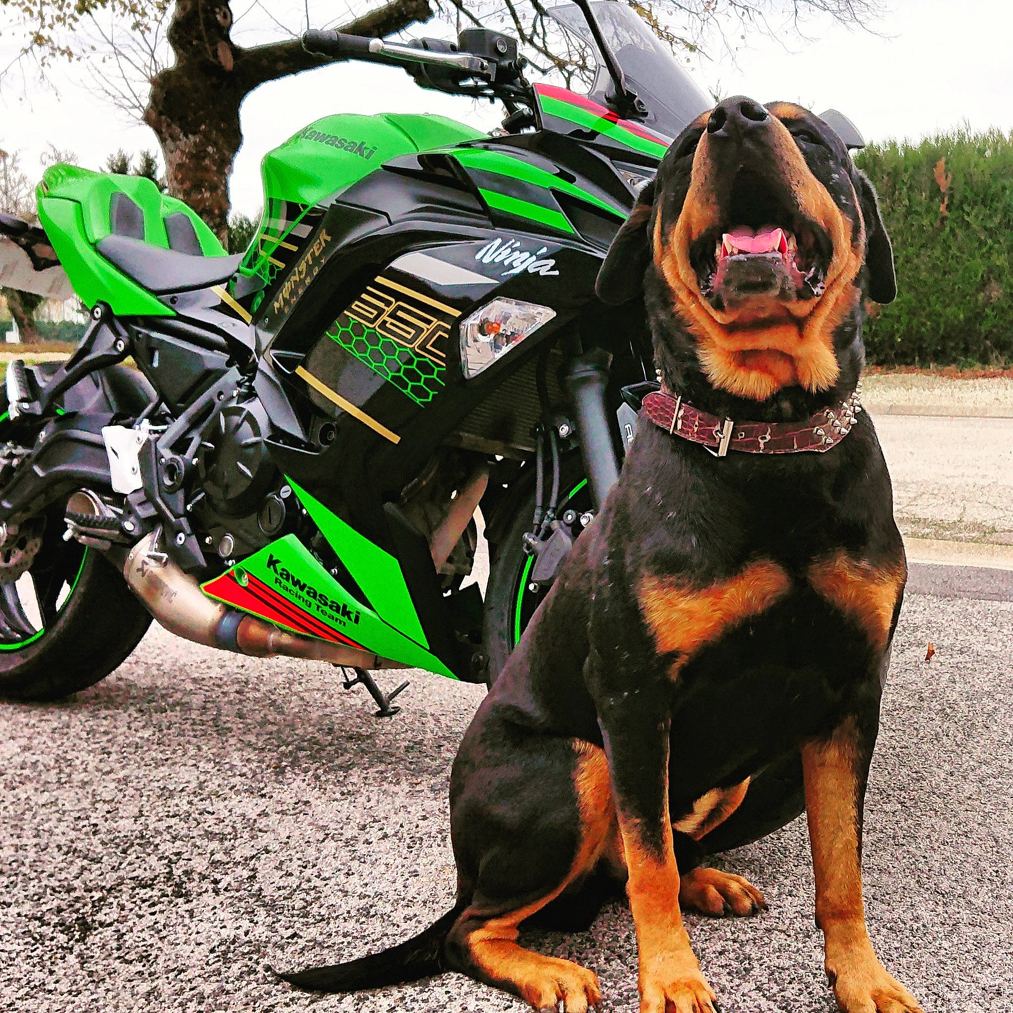 Gun a rejoint le concours — aidez-le/la à gagner de superbes lots ! automotive_lighting, automotive_tire, carnivore, collar, companion_dog, dog, dog_breed, dog_collar, dog_supply, eyewear, fawn, fender, leash, snout, sporting_group, sports_equipment, tire, vehicle, wheel, working_animal