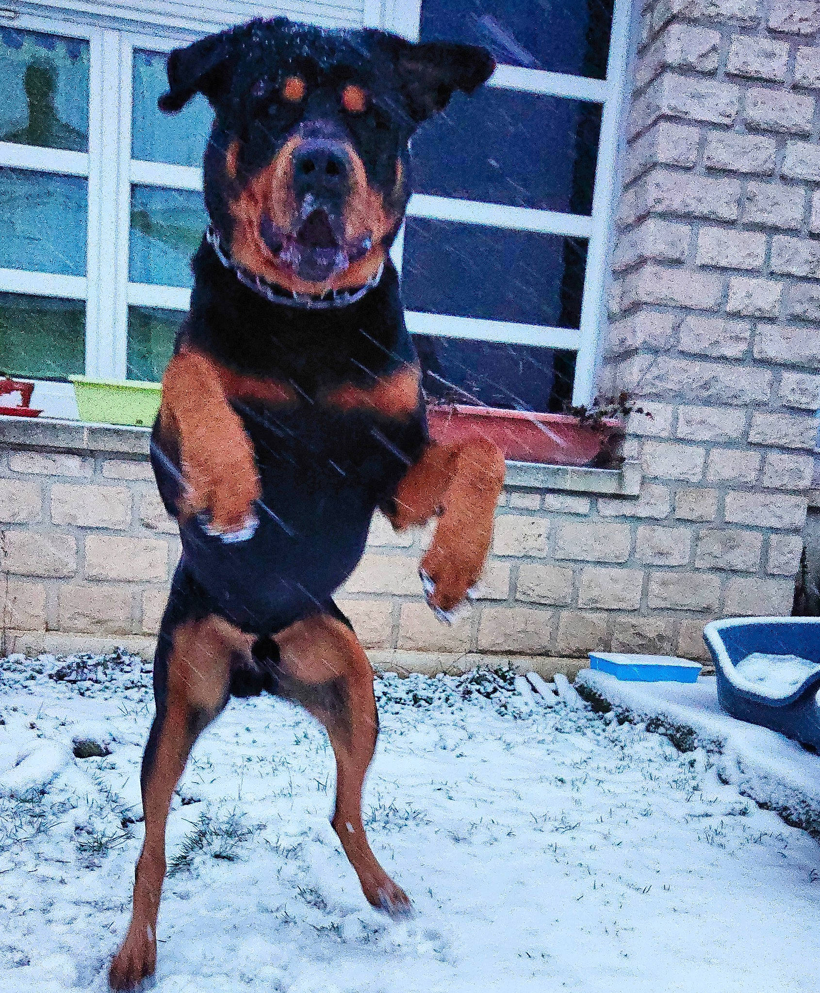 Gun participe au concours pour gagner de l'argent avec cette photo : brick, carnivore, collar, companion_dog, dog, dog_breed, dog_clothes, dog_collar, dog_supply, fawn, hat, leash, pattern, pet_supply, snout, snow, sporting_group, toy_dog, window, working_animal