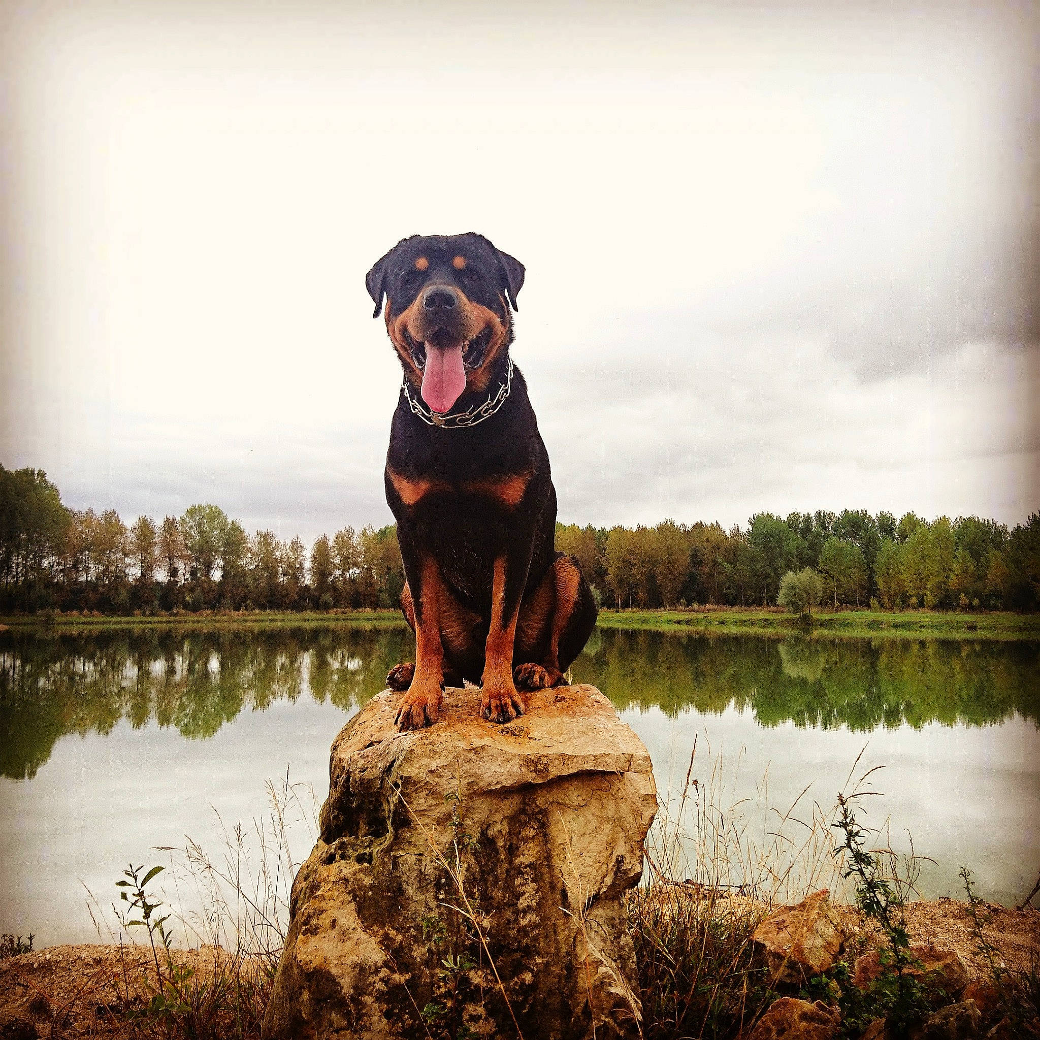 Gun participe au concours pour gagner de l'argent avec cette photo : bank, carnivore, cloud, companion_dog, dog, dog_breed, fawn, flash_photography, grass, happy, lake, landscape, people_in_nature, personal_protective_equipment, plant, sky, tree, water, water_resources, working_animal
