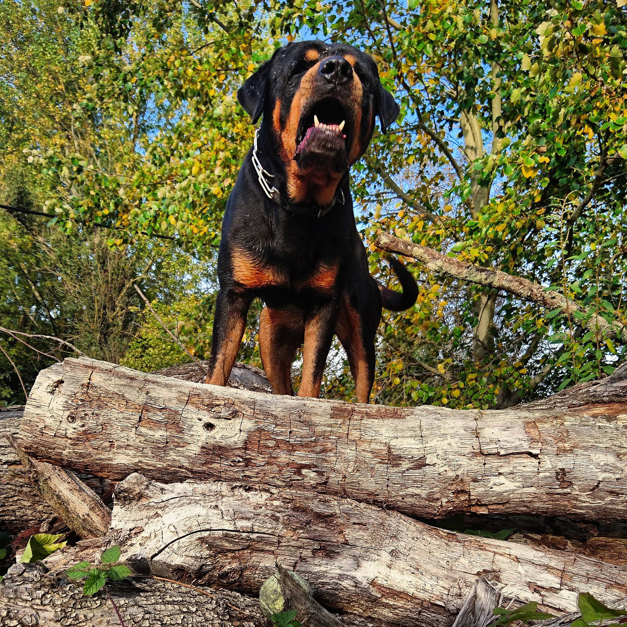 Gun a rejoint le concours — aidez-le/la à gagner de superbes lots ! canidae, carnivore, companion_dog, dog, dog_breed, fawn, forest, hound, jungle, liver, plant, sporting_group, terrestrial_animal, tree, trunk, twig, wood, woodland, working_animal, working_dog