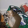animal, bag, cables, cat, colorful_bag, cozy, curled_up, cute, domestic, floor, fur, home, indoor, pet, quiet, relaxed, resting, sleeping, white_wall, wooden_floor