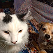 My Lady is registered to the contest to win money with this photo: cat, dog, blur, indoor, blanket, pattern, fur, pet, animal, closeup, curious, face, whiskers, ears, eyes, resting, brown, white, black, companion
