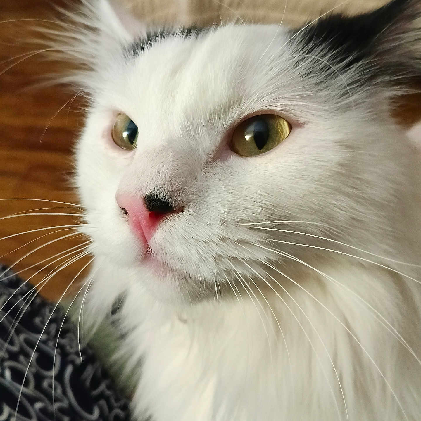 Marshwellow is registered to the contest to win money with this photo: animal, calm, cat, close_up, closeup, cute, domestic_cat, face, feline, fur, green_eyes, indoor, looking_away, mammal, pet, pink_nose, portrait, soft_fur, whiskers, white_cat