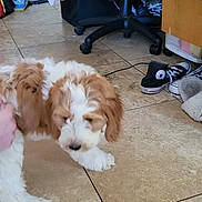 Rosie is registered to the contest to win money with this photo: puppy, dog, brown, white, fur, indoor, floor, tile, shoes, sneakers, black, white_shoes, office_chair, cable, furniture, blur, motion, pet, cute, animal