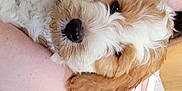 Rosie is registered to the contest to win money with this photo: puppy, dog, fluffy, brown_and_white, person, cuddle, close_up, pet, cute, indoor, face, fur, animal, companion, love, warm, friendly, portrait, pet_owner, snuggle