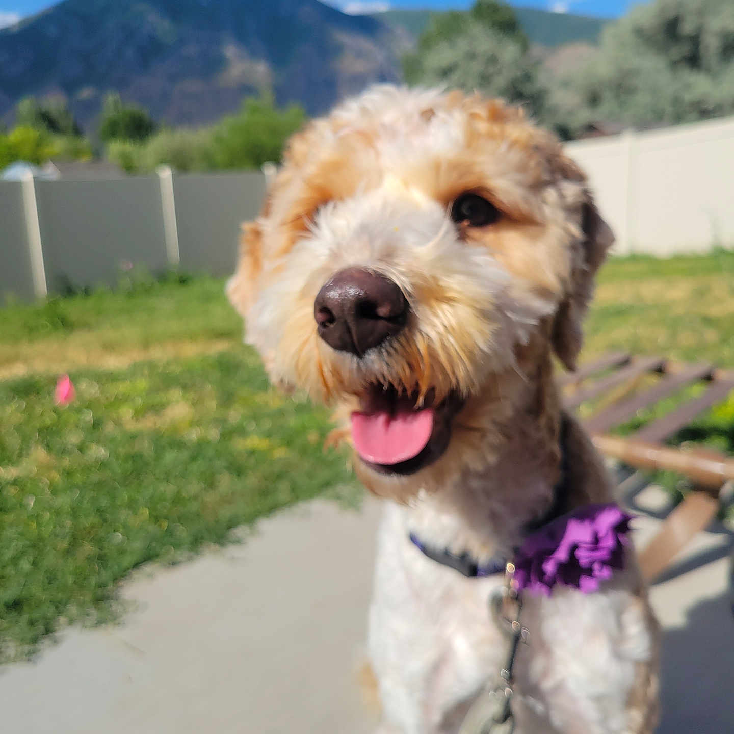 Rosie is registered to the contest to win money with this photo: animal, backyard, blue_sky, canine, collar, daytime, dog, fence, flower_accessory, grass, happy, leash, mountain, nature, outdoor, pet, portrait, smiling, sunny, tongue_out