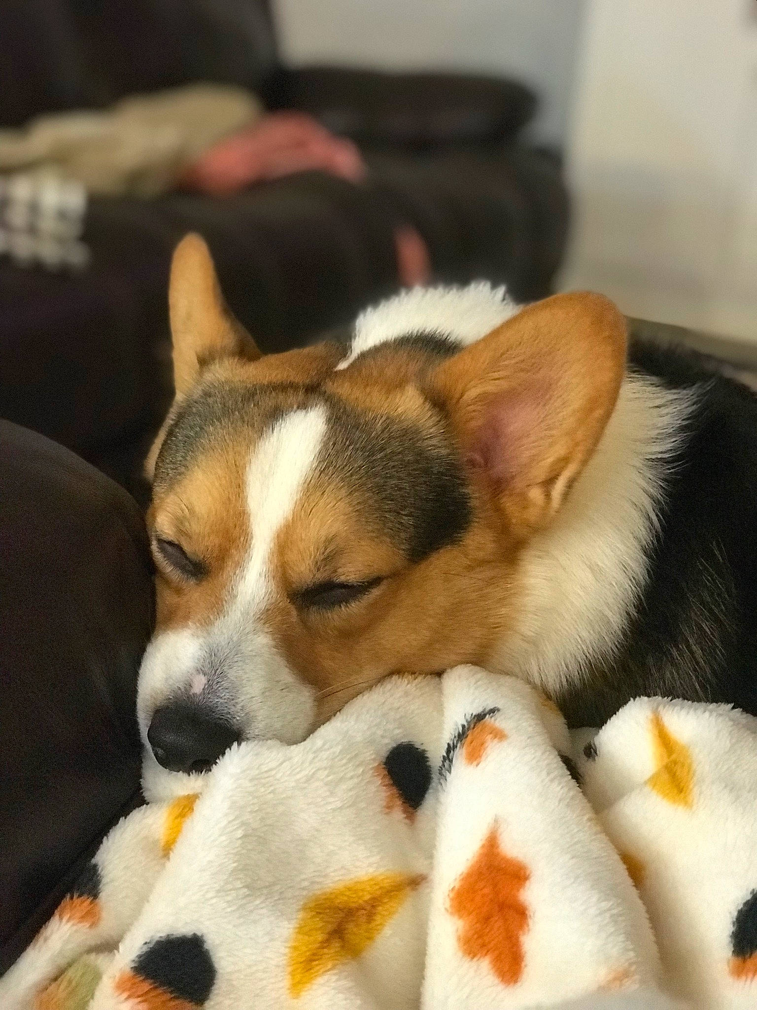 Finn is registered to the contest to win money with this photo: canidae, cardigan_welsh_corgi, carmine, carnivore, comfort, companion_dog, dog, dog_breed, fur, non_sporting_group, paw, snout, whiskers