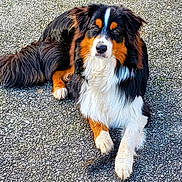 Sam participe au concours pour gagner de l'argent avec cette photo : alert, animal, bernese_mountain_dog, canine, close_up, companion, daylight, dog, friendly, fur, grass, looking_at_camera, lying_down, mammal, nature, outdoor, pavement, pet, portrait, tri_color