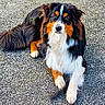 alert, animal, bernese_mountain_dog, canine, close_up, companion, daylight, dog, friendly, fur, grass, looking_at_camera, lying_down, mammal, nature, outdoor, pavement, pet, portrait, tri_color