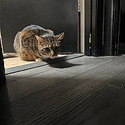 Boo joined the competition — help win amazing prizes! cat, tabby, animal, pet, indoor, door, floor, wooden_floor, shadow, crouching, alert, ears, whiskers, tail, fur, light, dark, home, quiet, curious