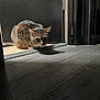 cat, tabby, animal, pet, indoor, door, floor, wooden_floor, shadow, crouching, alert, ears, whiskers, tail, fur, light, dark, home, quiet, curious