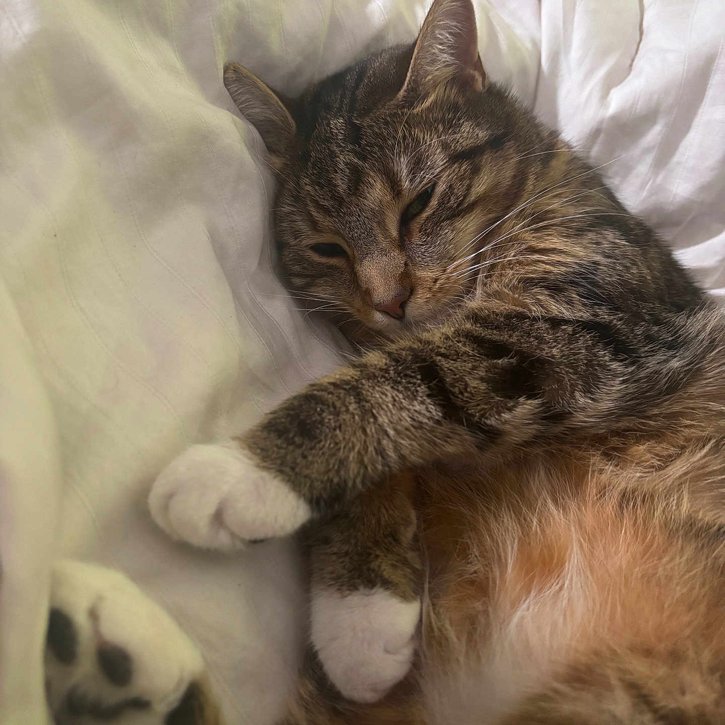 Boo is registered to the contest to win money with this photo: animal, bed, blanket, cat, closeup, cozy, cute, domestic, feline, fur, indoor, mammal, paw, pet, relaxed, resting, sleeping, soft, tabby, whiskers