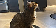 Boo joined the competition — help win amazing prizes! cat, tabby_cat, pet, scratching_toy, ball, floor, kitchen, cabinet, appliance, curious, sitting, domestic_animal, indoor, feline, whiskers, tail, fur, household, looking_up, light