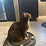 cat, tabby_cat, pet, scratching_toy, ball, floor, kitchen, cabinet, appliance, curious, sitting, domestic_animal, indoor, feline, whiskers, tail, fur, household, looking_up, light