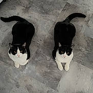 Maye And Cruiser is registered to the contest to win money with this photo: cat, tuxedo_cat, pets, floor, indoor, two_animals, animal_pair, looking_up, curious, black_and_white, feline, domestic_cat, companions, resting, quiet, tile_floor, cute, whiskers, tail, sitting