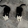 cat, tuxedo_cat, pets, floor, indoor, two_animals, animal_pair, looking_up, curious, black_and_white, feline, domestic_cat, companions, resting, quiet, tile_floor, cute, whiskers, tail, sitting