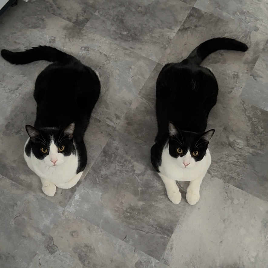 Maye And Cruiser is registered to the contest to win money with this photo: cat, tuxedo_cat, pets, floor, indoor, two_animals, animal_pair, looking_up, curious, black_and_white, feline, domestic_cat, companions, resting, quiet, tile_floor, cute, whiskers, tail, sitting