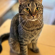 Alvin joined the competition — help win amazing prizes! cat, tabby, pet, animal, feline, whiskers, ears, yellow_eyes, sitting, indoor, fur, close_up, curious, domestic_cat, mammal, portrait, attention, background_blur, table, cute