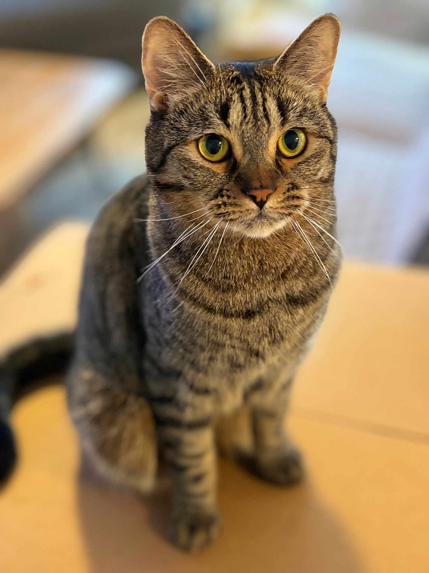 Alvin joined the competition — help win amazing prizes! cat, tabby, pet, animal, feline, whiskers, ears, yellow_eyes, sitting, indoor, fur, close_up, curious, domestic_cat, mammal, portrait, attention, background_blur, table, cute