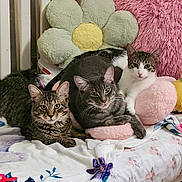 Bjorn joined the competition — help win amazing prizes! cat, tabby_cat, gray_cat, white_cat, three_cats, plush_pillow, flower_pillow, pink_pillow, bed, blanket, floral_blanket, indoor, cozy, pets, whiskers, ears, fur, lounge, close_up, cuddling