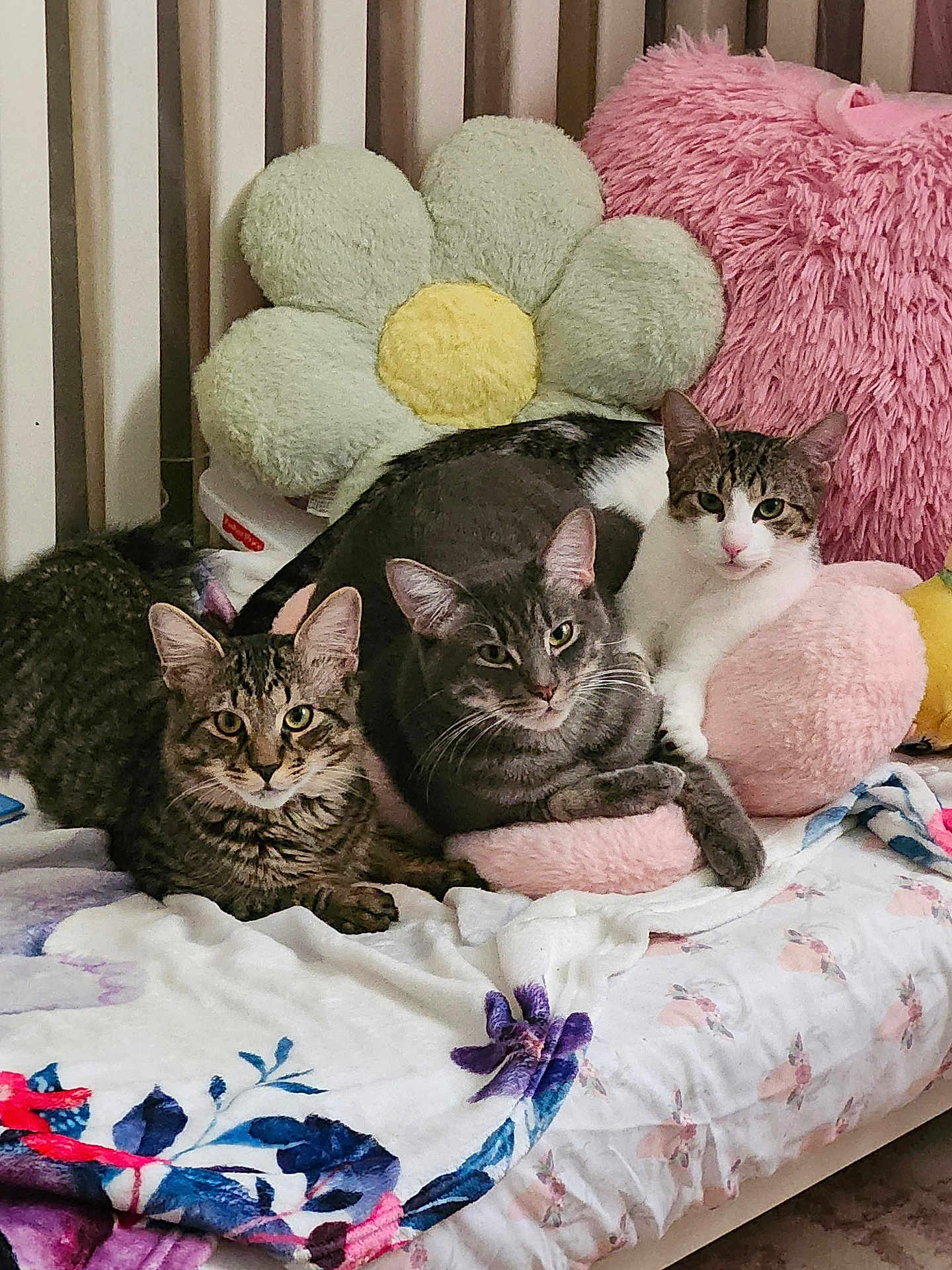 Bjorn joined the competition — help win amazing prizes! cat, tabby_cat, gray_cat, white_cat, three_cats, plush_pillow, flower_pillow, pink_pillow, bed, blanket, floral_blanket, indoor, cozy, pets, whiskers, ears, fur, lounge, close_up, cuddling