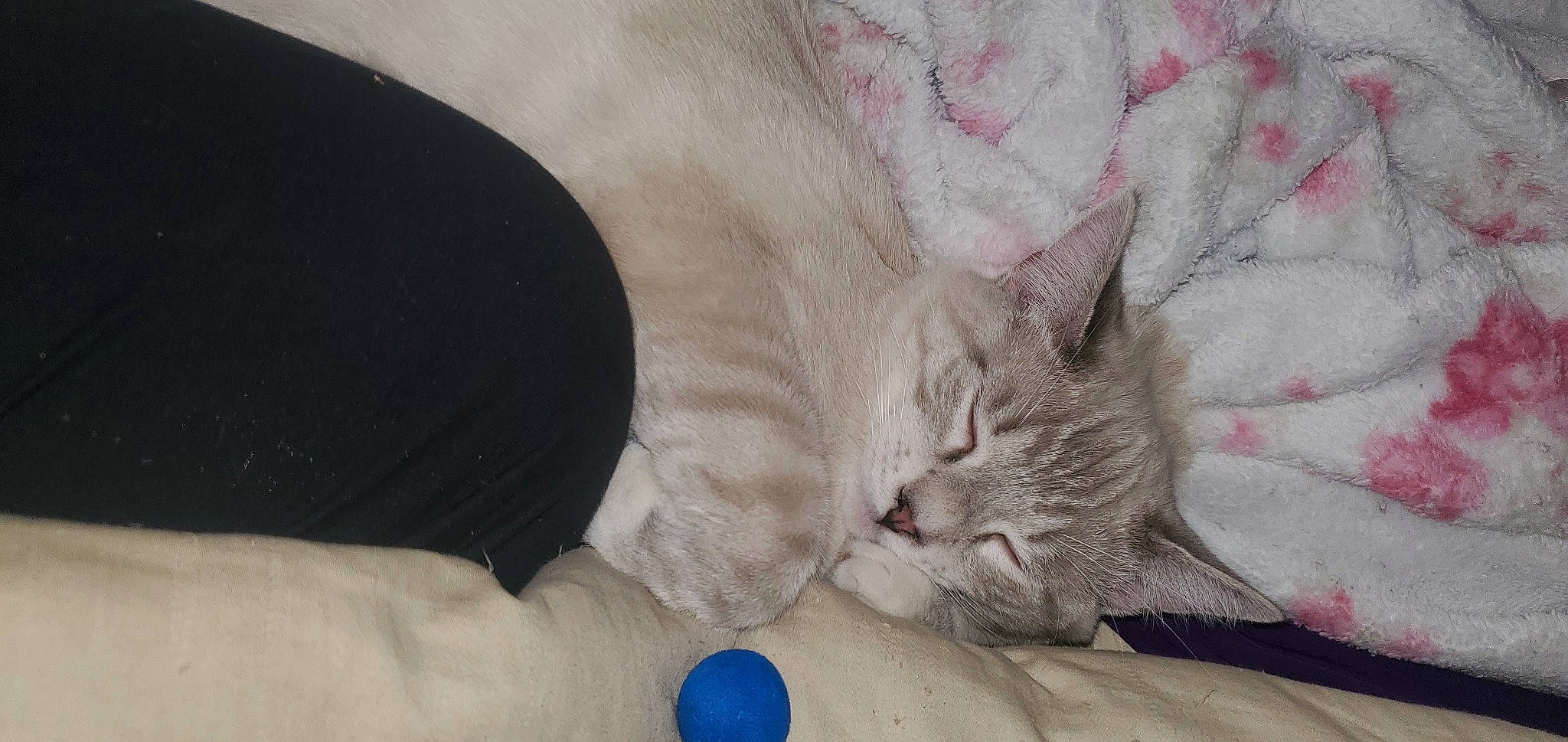 Weezer is registered to the contest to win money with this photo: carnivore, cat, cat_bed, cat_supply, claw, comfort, domestic_short_haired_cat, fawn, felidae, fur, grey, linens, mammal, nail, paw, small_to_medium_sized_cats, snout, tail, textile, whiskers