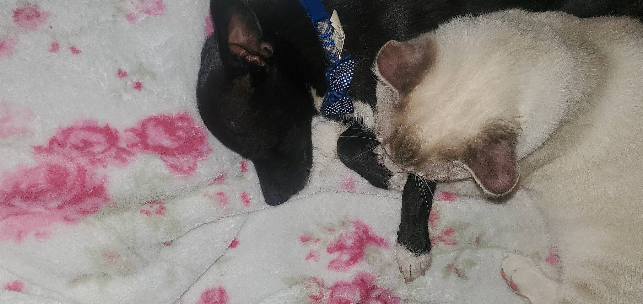 Weezer is registered to the contest to win money with this photo: canidae, carnivore, cat, claw, comfort, dog_breed, ear, fang, fawn, felidae, foot, fur, gesture, magenta, paw, siamese, small_to_medium_sized_cats, sporting_group, tail, whiskers