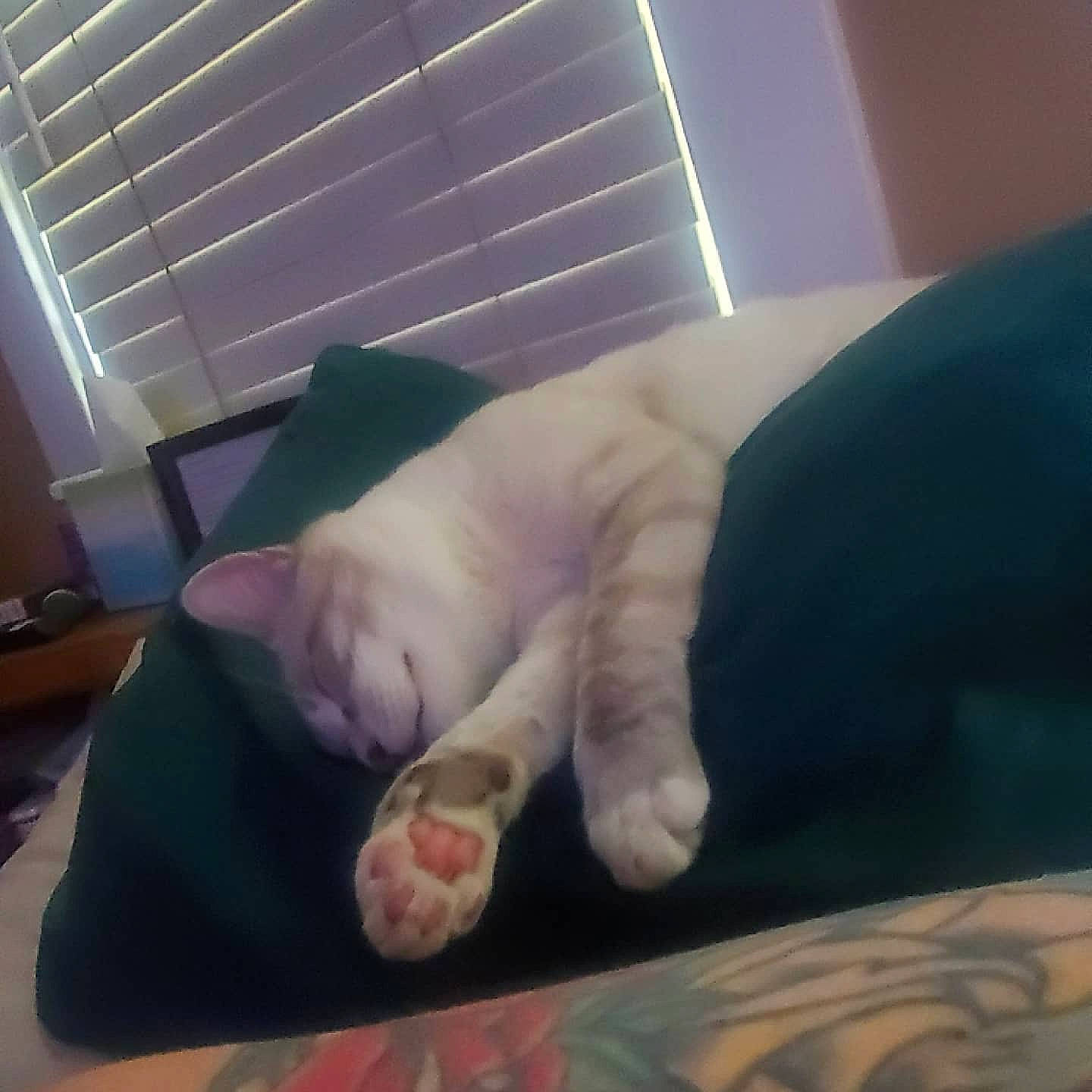 Weezer is registered to the contest to win money with this photo: carnivore, cat, comfort, felidae, finger, foot, gesture, hand, human_leg, lap, line, mammal, mouse, nail, small_to_medium_sized_cats, snout, tail, thumb, whiskers, wrist