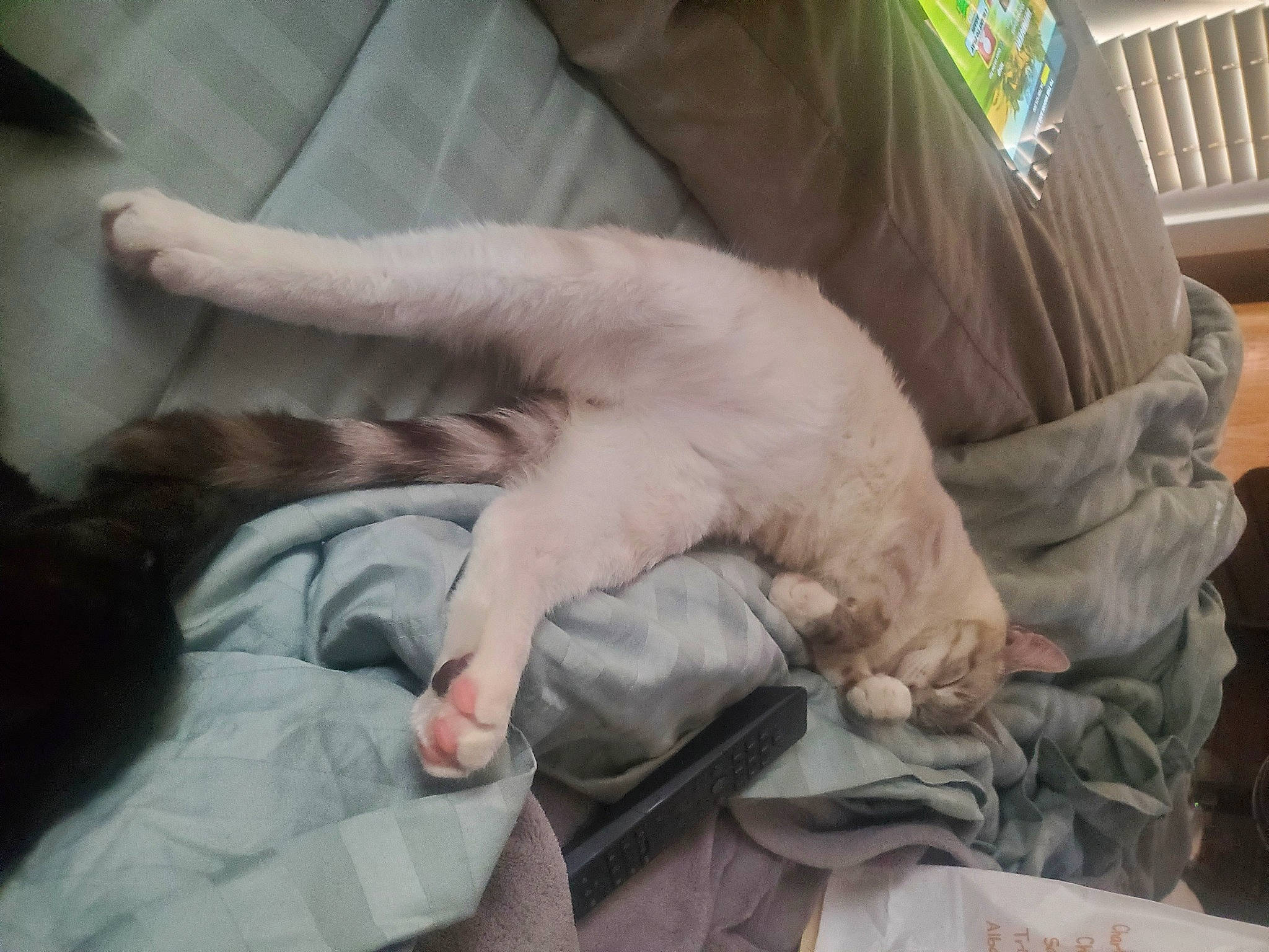 Weezer joined the competition — help win amazing prizes! bedtime, blanket, canidae, carnivore, cat, comfort, companion_dog, dog_breed, domestic_short_haired_cat, duvet, fawn, felidae, fur, linens, nap, sleep, small_to_medium_sized_cats, sporting_group, tail, whiskers