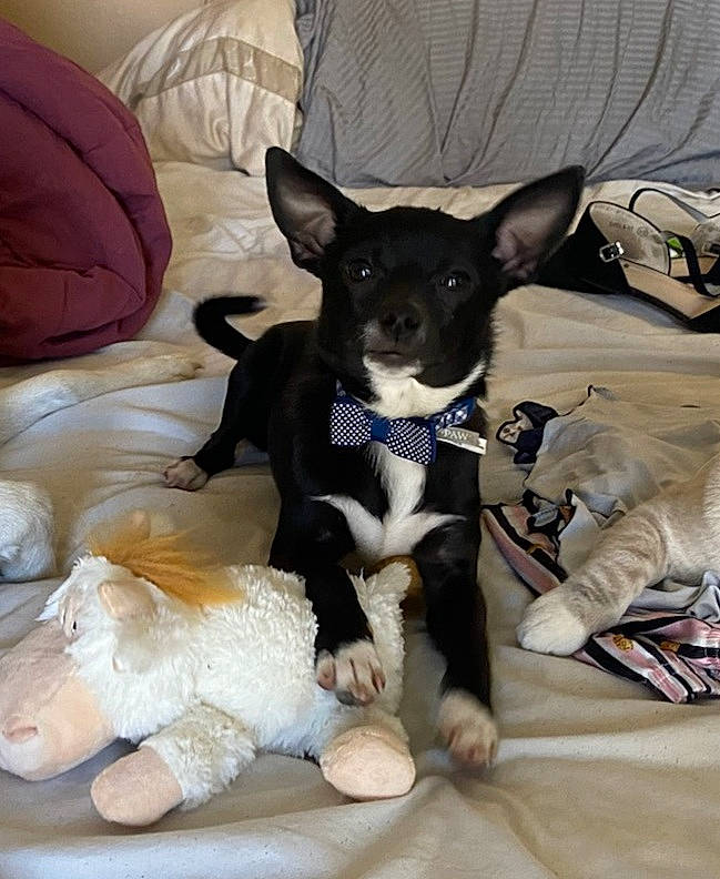 Warren Aka Fomo is registered to the contest to win money with this photo: canidae, carnivore, chihuahua, comfort, companion_dog, dog, dog_breed, fawn, fur, mammal, paw, russkiy_toy, sporting_group, tail, terrier, toy, toy_dog, vertebrate, whiskers, working_animal