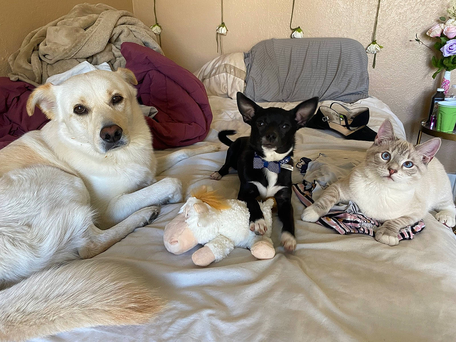Warren Aka Fomo is registered to the contest to win money with this photo: carnivore, cat, comfort, companion_dog, couch, dog, dog_breed, dog_supply, domestic_short_haired_cat, fawn, felidae, fur, linens, mammal, small_to_medium_sized_cats, tail, toy_dog, vertebrate, whiskers, working_animal