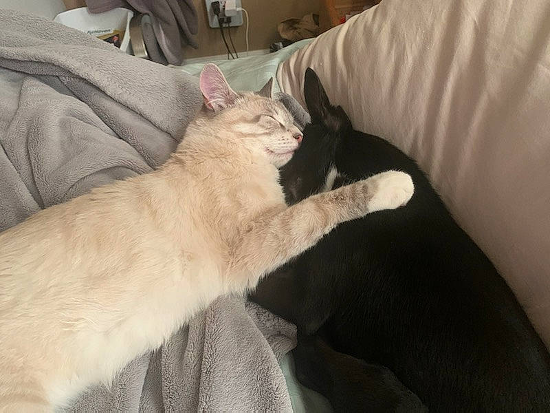 Warren Aka Fomo is registered to the contest to win money with this photo: bed, carnivore, cat, claw, comfort, couch, domestic_short_haired_cat, duvet, fawn, felidae, fur, hardwood, linens, paw, room, small_to_medium_sized_cats, tail, whiskers, wood