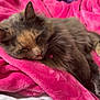 Nugget joined the competition — help win amazing prizes! animal, bedroom, cat, closeup, comfort, cozy, cute, domestic_animal, fluffy, fur, indoor, nap, pet, pink_blanket, purple_toy, relaxed, resting, sleeping, soft_toy, warm