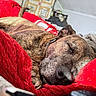 dog, sleeping, brindle, blanket, red_blanket, indoor, cozy, resting, pet, fur, closeup, snout, paw, collar, relaxation, bedroom, comfort, warm, animal, canine