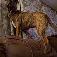 Chewbacca is registered to the contest to win money with this photo: dog, brindle, couch, indoor, curtains, pet, animal, furniture, brown, standing, ears_up, looking_up, home, domestic, canine, living_room, fabric, patterned, mammal, collar